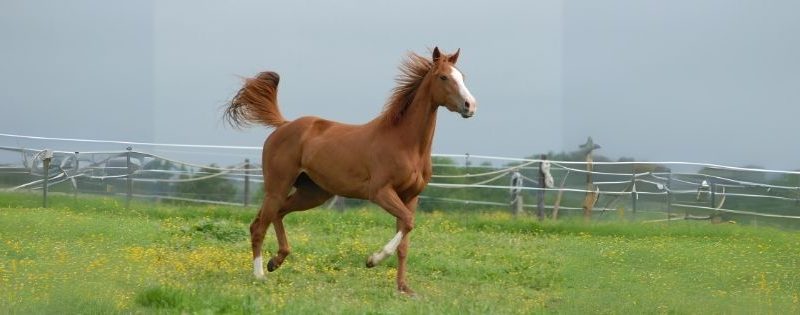 Karacabey At Çiftliği: Şehrimizin Gururu, Tarih ve Doğanın Kesişme Noktası!